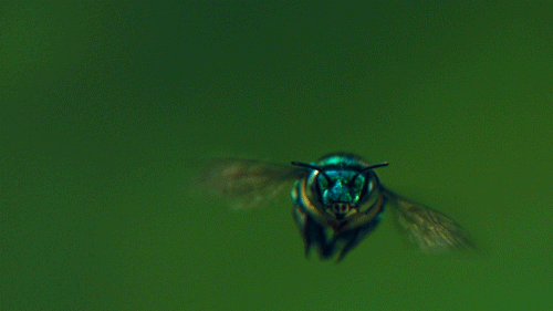 coocoowasp